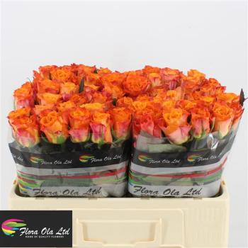 Rose MARIYO